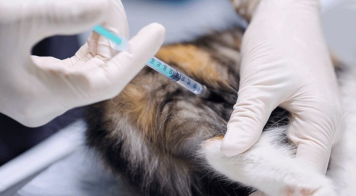 Pet Vaccination Services