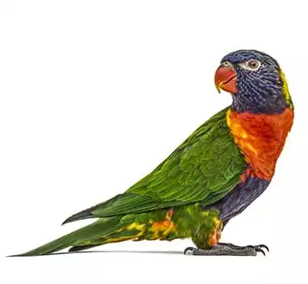 Avian and Exotic Pet Care